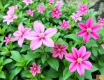 三七花儿童能泡水喝吗