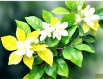 茉莉花黄叶该怎么处理