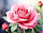 玫瑰花好养还是月季好养