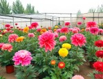 滨州花卉市场有哪几个