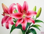 百合花支数代表的含义