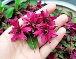 晒干的指甲花有什么用