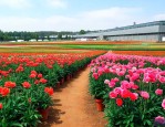 昆明花卉种苗批发基地