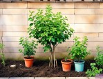 家里院墙栽什么植物好