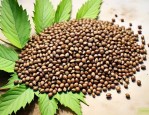 麻子是什么植物的种子