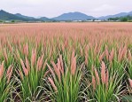 2025年巨菌草种子的价格