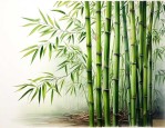 哪种竹子适合室内养殖