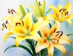 黄百合花语是什么意思