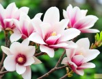 七彩白玉兰花怎么养殖