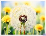 蒲公英种子需要泡水吗