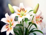 百合花代表着什么花语