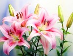 百合花时间是几点左右