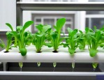 水培植物可以放营养液吗