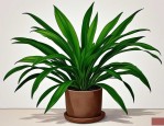 2025年绿植墨兰如何养殖