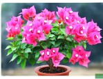怎样养三角梅长期开花