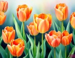 橙色郁金香花语暗示分手