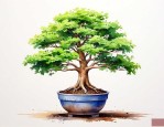 幸福树盆景的养殖方法