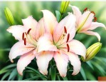 百合花枯萎了怎么救活