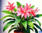 怎样养巴西木才能开花