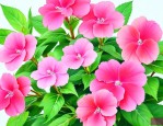 凤仙花的传播种子方式