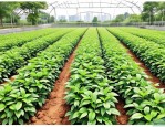 2025年长沙植物种子公司