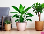家里放啥绿植风水最好