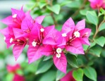 三角梅的花朵是什么样子