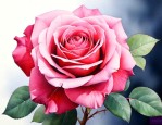玫瑰花是月季花的一种吗
