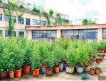 适合在楼顶种植的植物