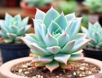 多肉植物彩麒麟怎么养
