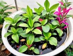 2025年家庭养殖水生植物