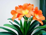君子兰正常开花的过程