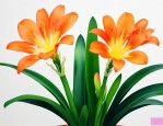 君子兰是有灵性的花吗