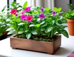 2025年植物花卉盆栽水培