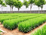 2025年北京草花苗木价格