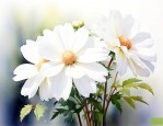 白色的花朵有什么的花
