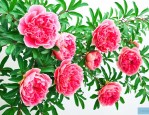 牡丹花石榴结果好吃吗