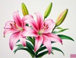 百合花一文中我的作用