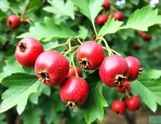 山楂籽怎么种才能发芽