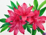 洛神花有安神的作用吗
