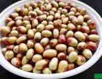 2025年酸枣种子怎样催芽