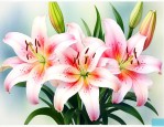 百合花数量代表的含义
