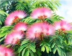 合欢花是什么树开的花