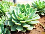 西瓜球多肉植物怎么养