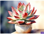 怎么养多肉植物怎么浇水