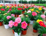常德花卉盆栽批发市场