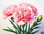 康乃馨花语1到100