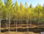 15公分白蜡最新价格