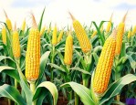 黄淮海夏播高产玉米种