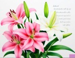赞美百合花的句子和心情